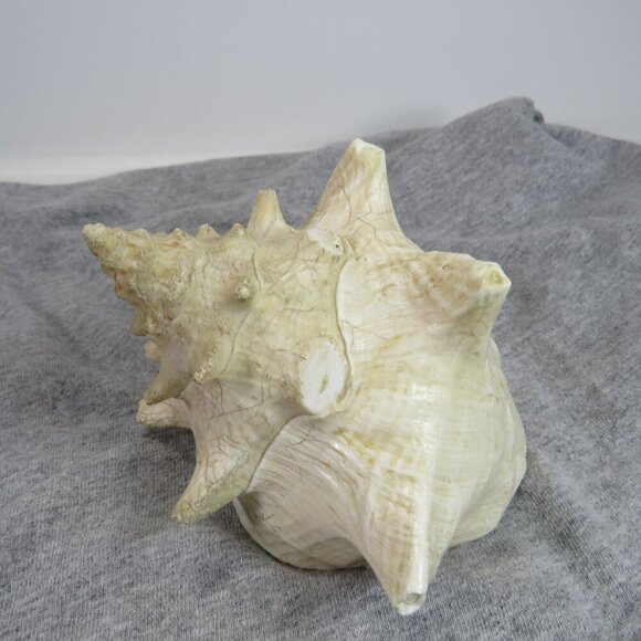 Conch Sea Shell REAL professionally sliced 4" long 5" wide  nice pink inside - Picture 6 of 7